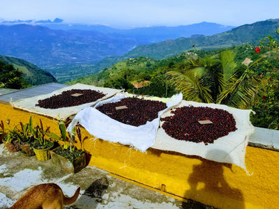 The Art of Cupping: Unveiling the Flavors of Colombian Coffee