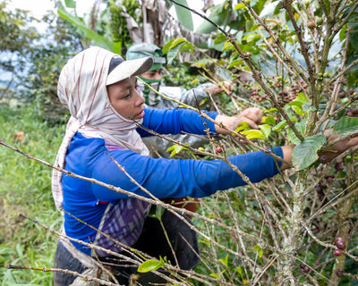 The Role of Women in Colombian Coffee: Empowerment and Equality