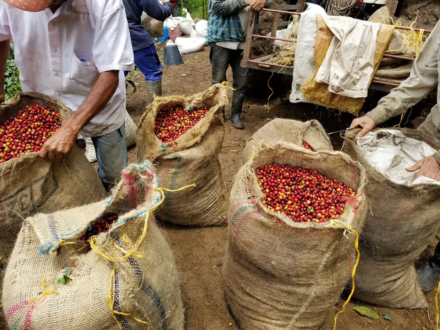 colombian coffee myths