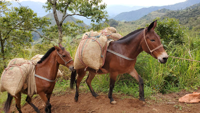 Exploring the Varieties of Colombian Coffee