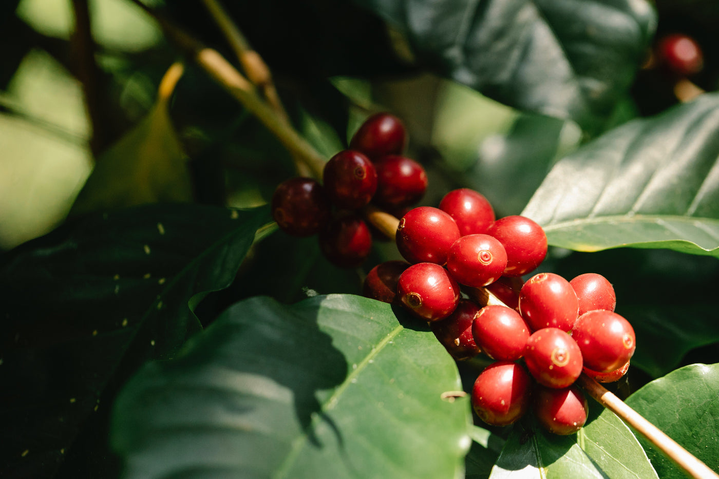 premium colombian coffee