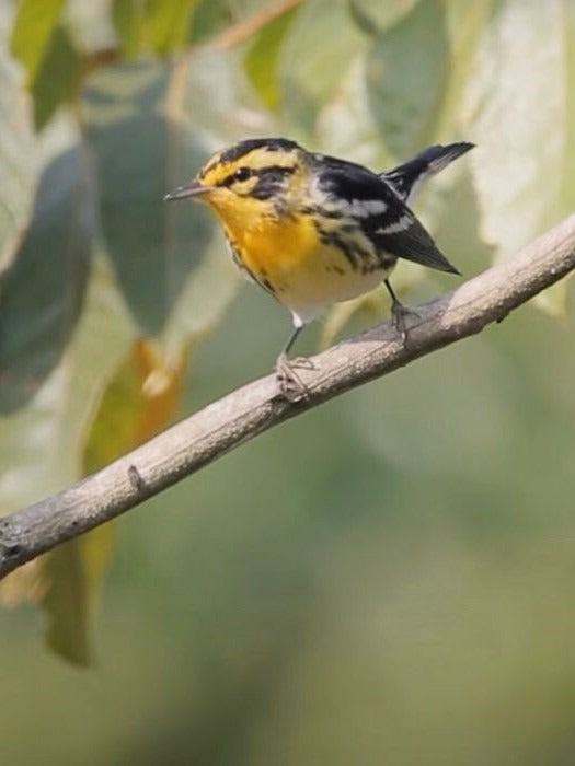 yellow-tailed oriole