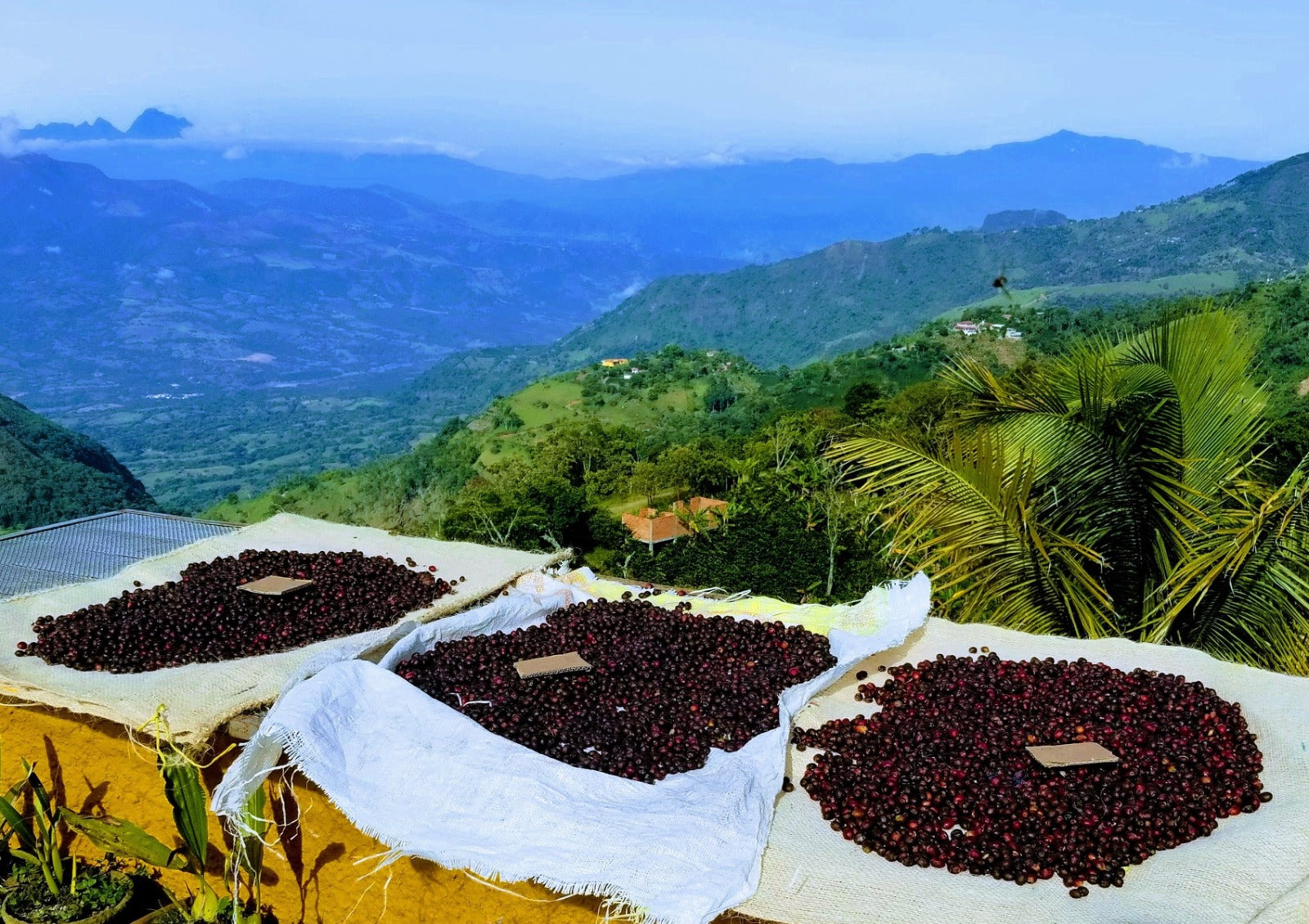 coffee beans cauca river