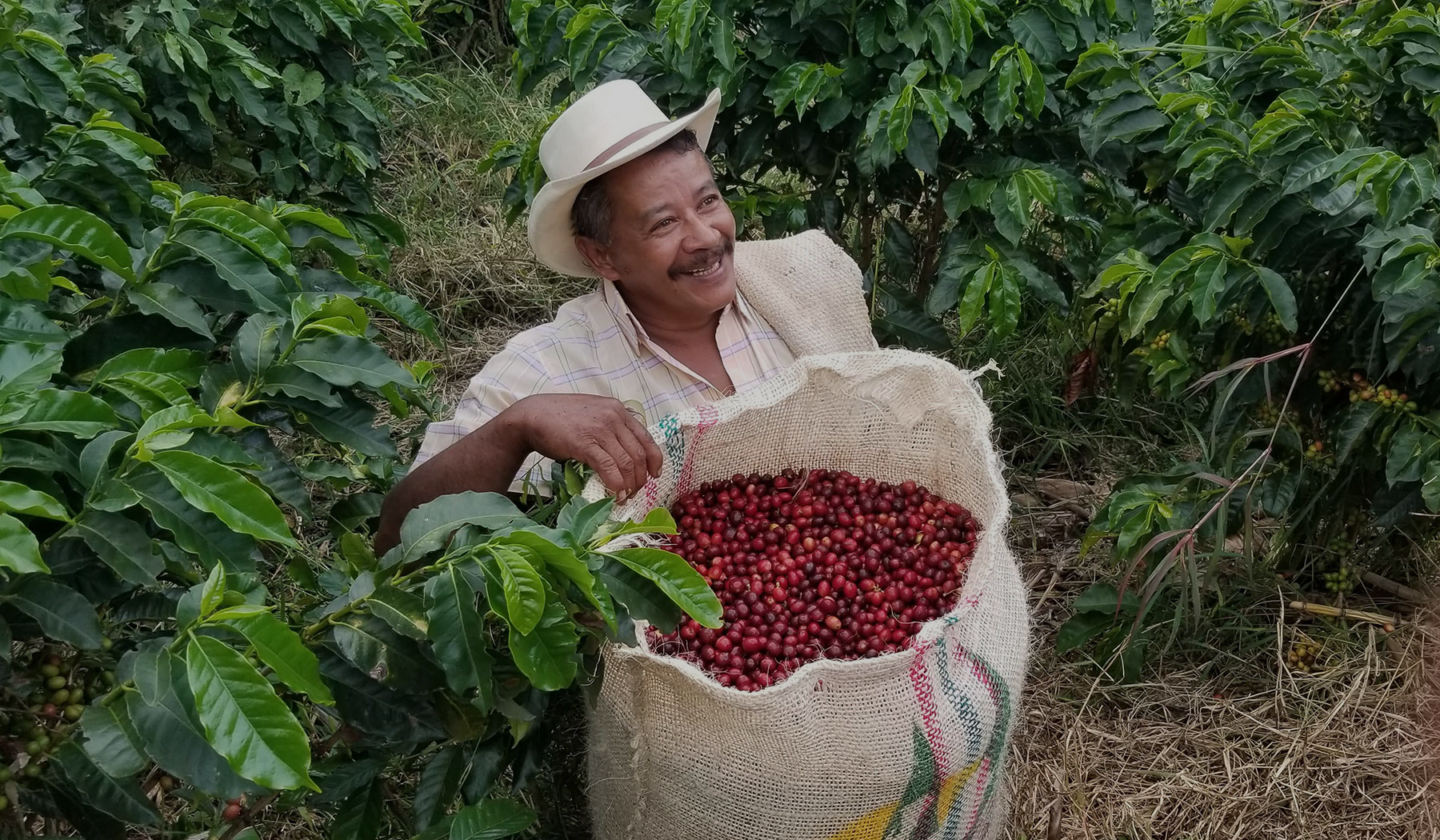 colombian coffee farmer